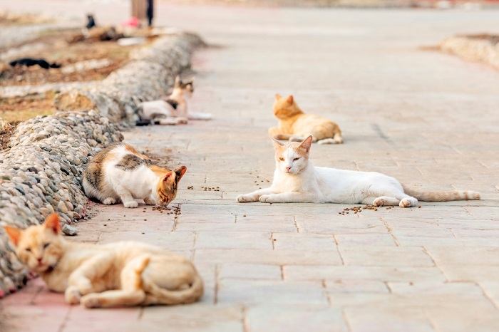 facts about feral cats