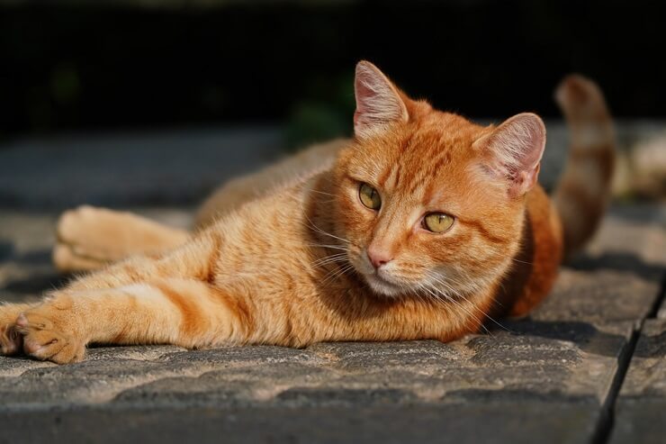 Female German cat
