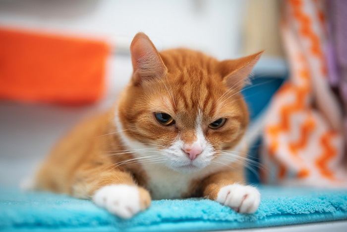 cat laying on bathroom rug