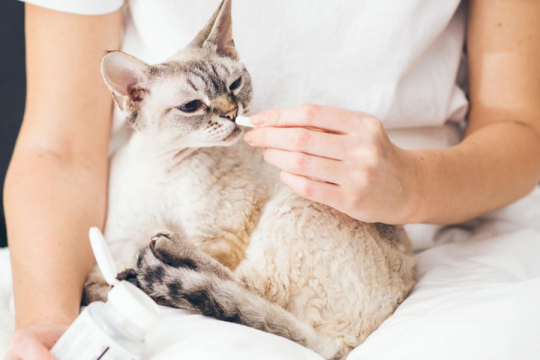 How To Give Your Cat a Pill (With 7 Proven Tips!)