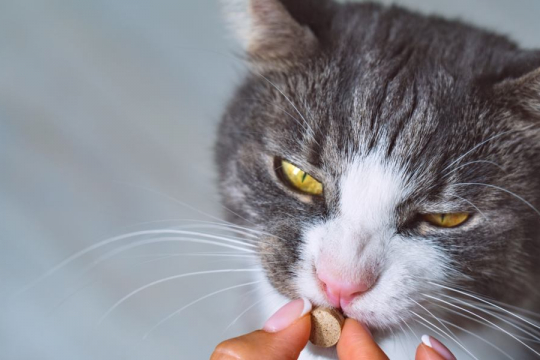 Interceptor for Cats: Overview, Dosage & Side Effects