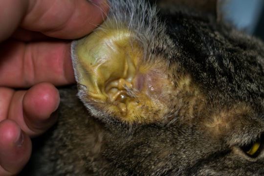 Jaundice (Icterus) in Cats: Causes, Symptoms, and Treatment