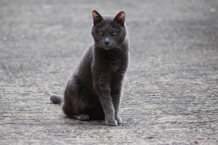 Image featuring male Italian cat names, providing options for naming your beloved cat.