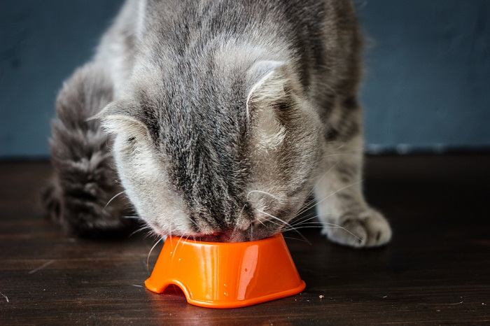 cat eating