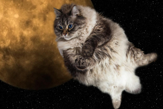 400 Mystical & Celestial Space Cat Names