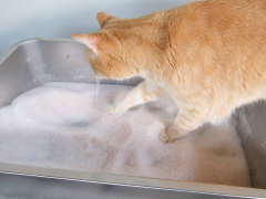 best non clumping litter