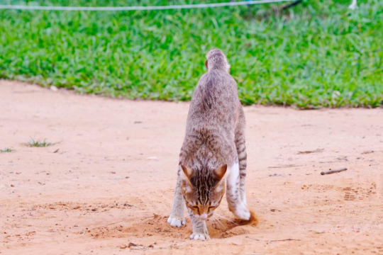 Why Do Cats Bury Their Poop?
