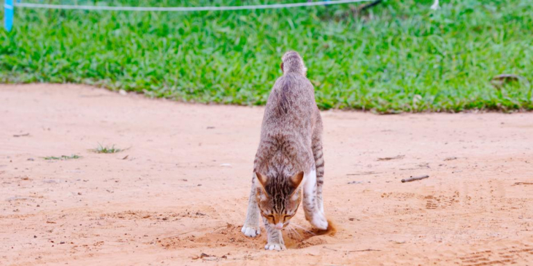 Why Do Cats Bury Their Poop?