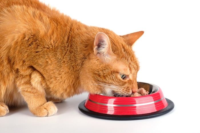 cat eat
