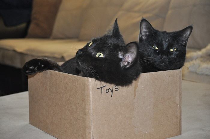 Is your cat feeling stressed or anxious?