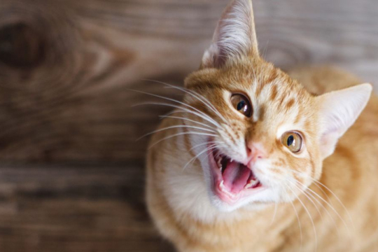 What To Do If You Accidentally Step On Your Cat