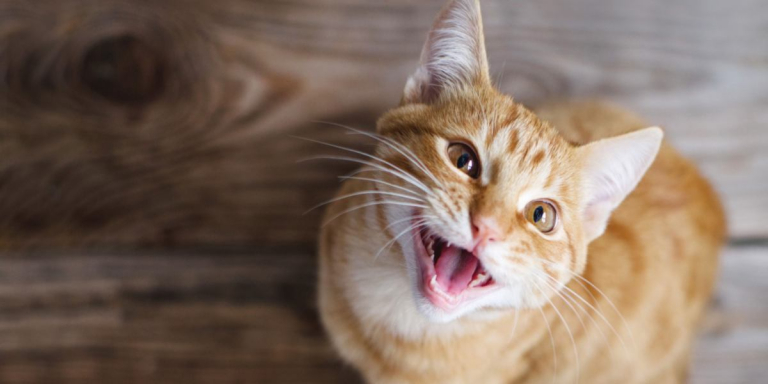 What To Do If You Accidentally Step On Your Cat