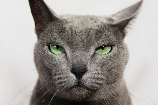 Do Cats Get Annoyed? 10 Subtle Signs To Watch Out For