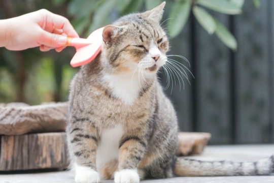 Why Do Cats Gag at Combs?