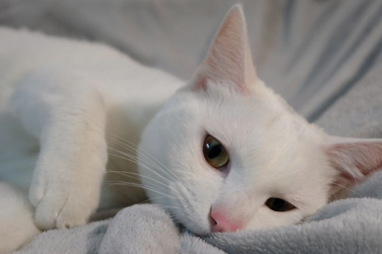 Why Do Cats Knead and Bite Blankets?