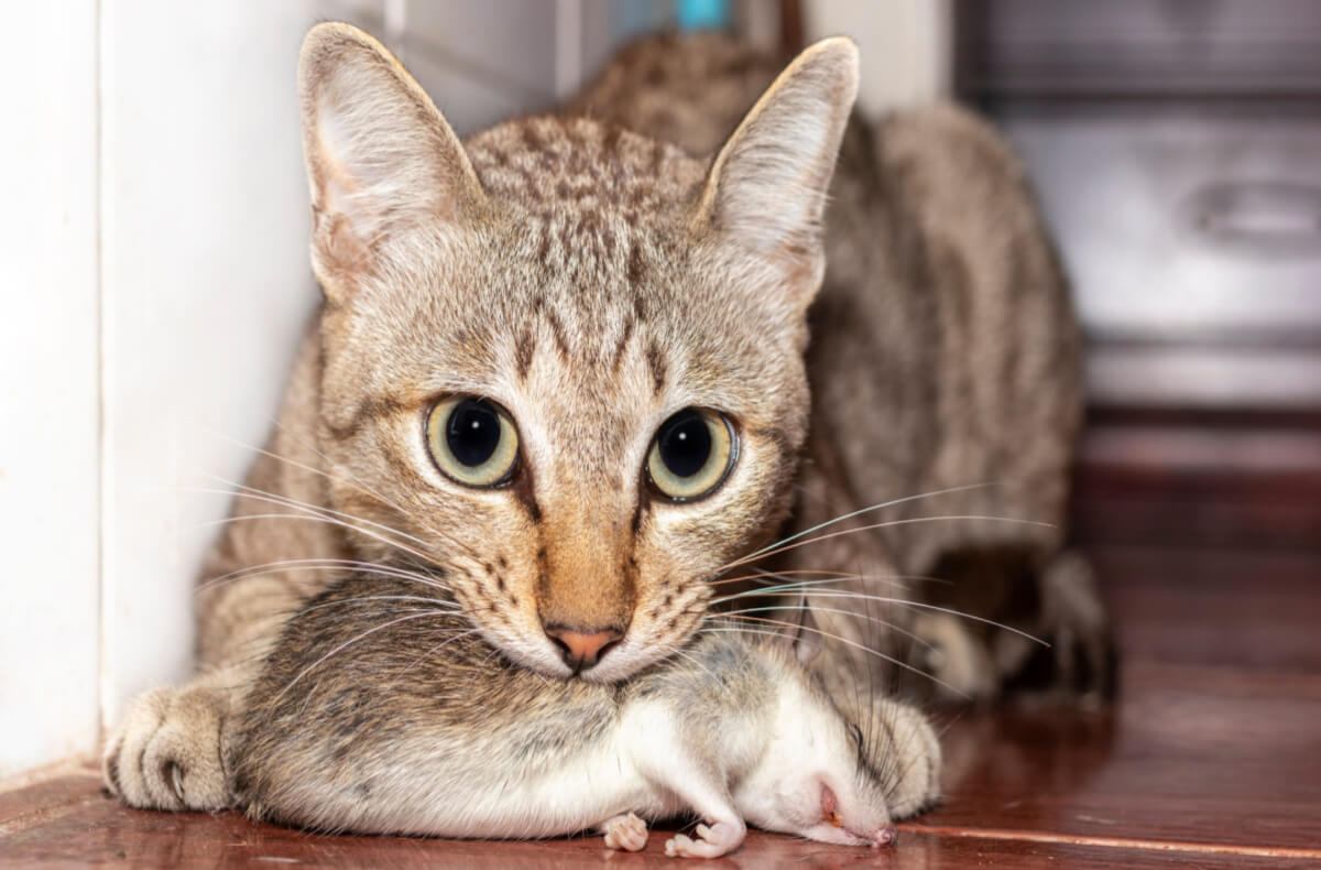 cat biting dead mouse
