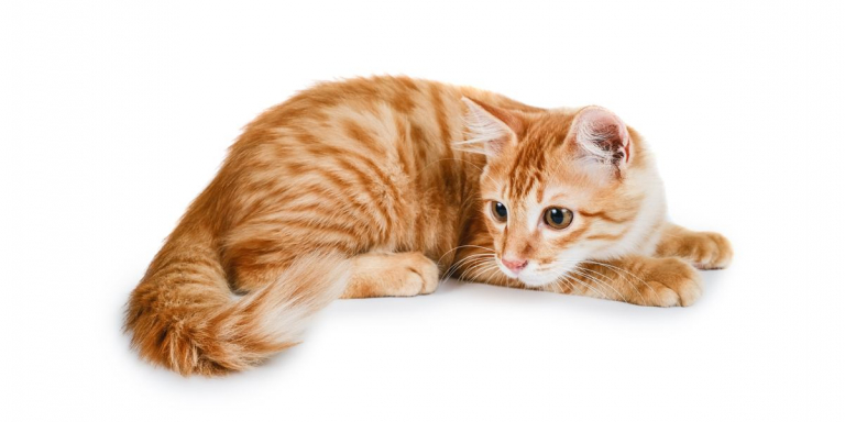 Why Do Cats Chase Their Tails?