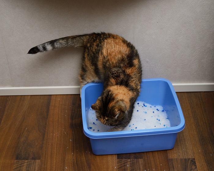 Image of a cat digging in a litter box. 