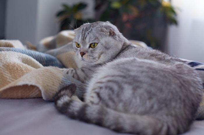 cat sitting in bed with blanket