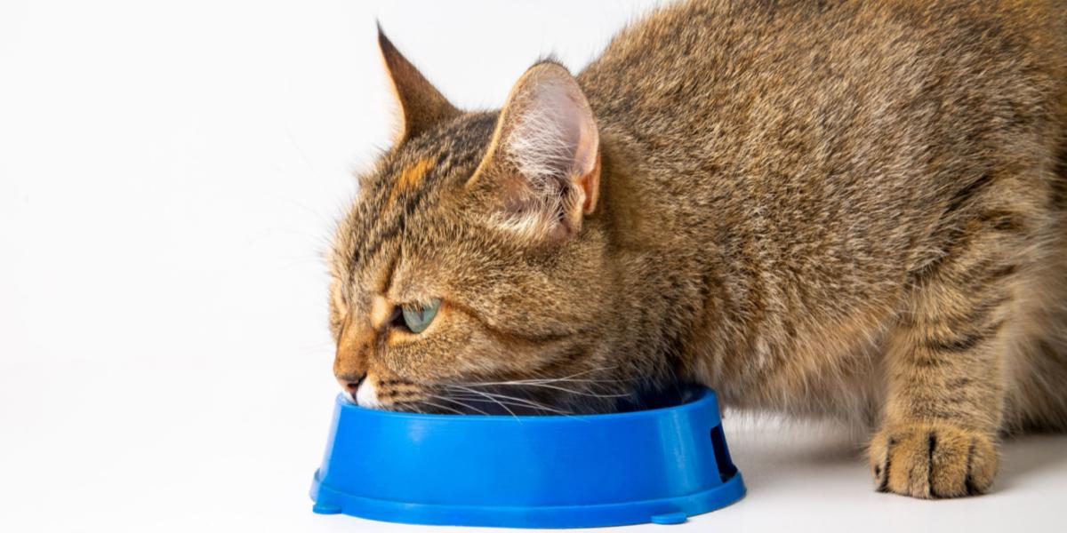 Cat eating from a blue bowl