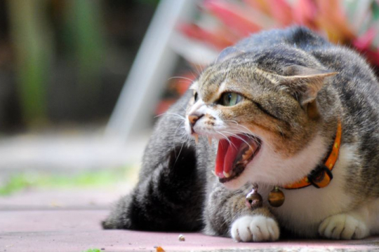 Why Do Cats Howl? A Veterinarian Explains
