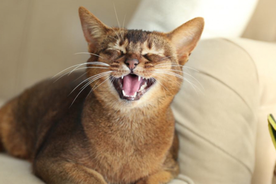10 Reasons Your Cat Won't Stop Meowing At Night