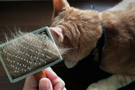 How To Reduce Cat Shedding In 9 Simple Steps