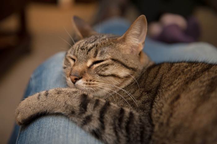 A cat sleeping peacefully in a human's lap.