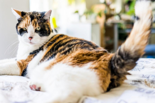 Why Do Cats Wag Their Tails?