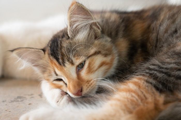 A cat with heartworm disease, showing signs of discomfort and illness.