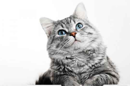 140+ Adorable Chinese Cat Names With Meaning