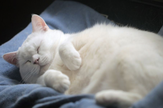 150 Adorable Fat Cat Names For Male & Female Cat