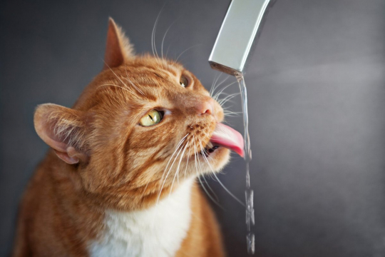 Why Do Cats Like Faucet Water?