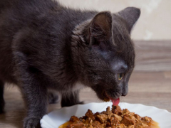 Best Homemade Cat Food Recipes for Kidney Disease featured image