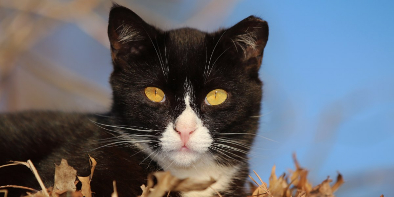 15 Facts You Should Know About Feral Cats