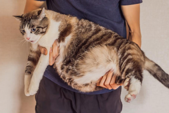 Hip Dysplasia in Cats: Symptoms, Diagnosis, & Treatment