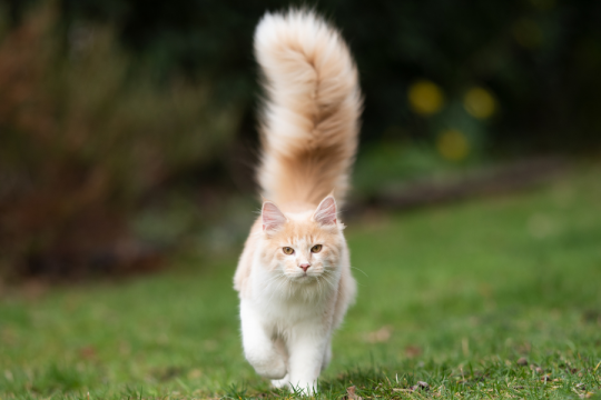 Why Do Cat Tails Shake and Quiver?