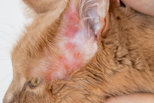 Urticaria in Cats: Causes, Symptoms, and Treatment