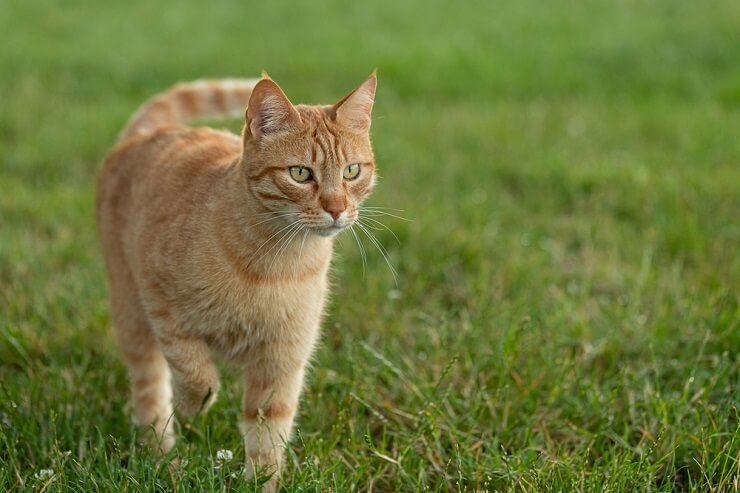 Red Italian cat, showcasing its vibrant and striking coat.