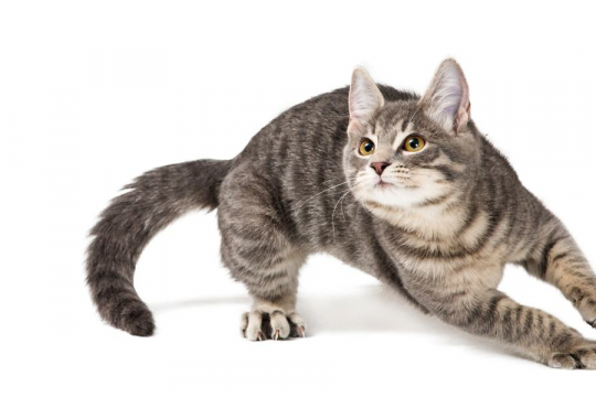 Why Does My Cat Run Away From Me?