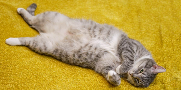 Why Do Cats Show Their Bellies?