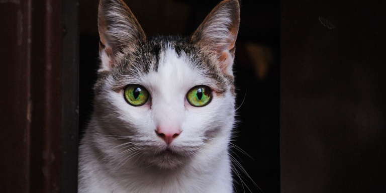 8 Ways To Help a Scared and Fearful Cat Be Confident