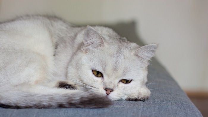 Sick cat highlighting the importance of prompt veterinary care for feline health