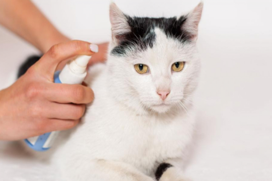 Frontline Spray for Cats: Overview, Dosage &Amp; Side Effects