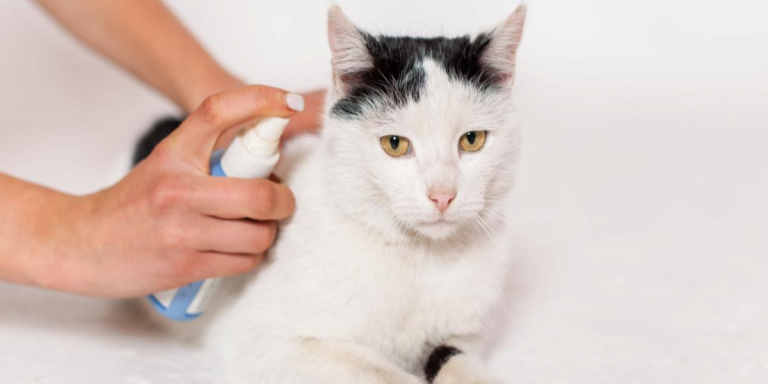 Frontline Spray for Cats: Overview, Dosage &Amp; Side Effects