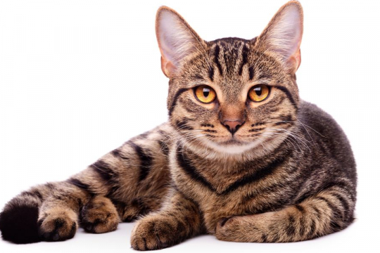 200 Striped Cat Names Ideas For Your New Kitten