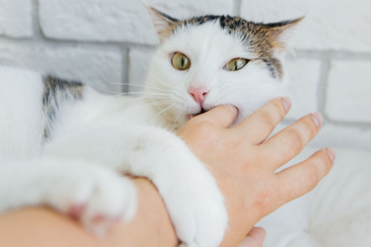 Why Does My Cat Bite Me When I Pet Her?