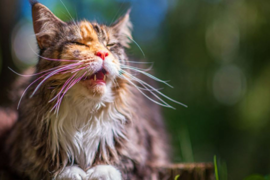 7 Reasons Your Cat Is Yowling And How To Help!