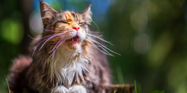 7 Reasons Your Cat Is Yowling And How To Help!