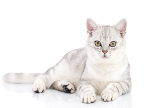 150 Best Native American Cat Names Ideas for Your New Pet